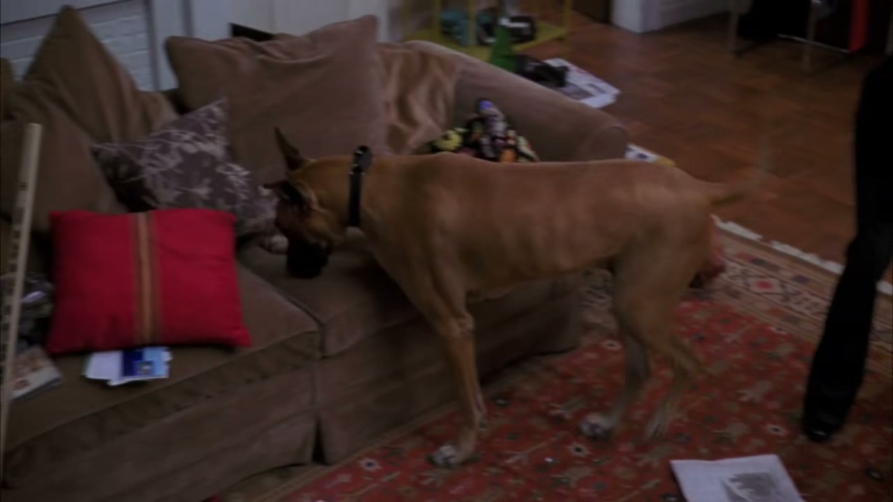 [Dog whimpers]