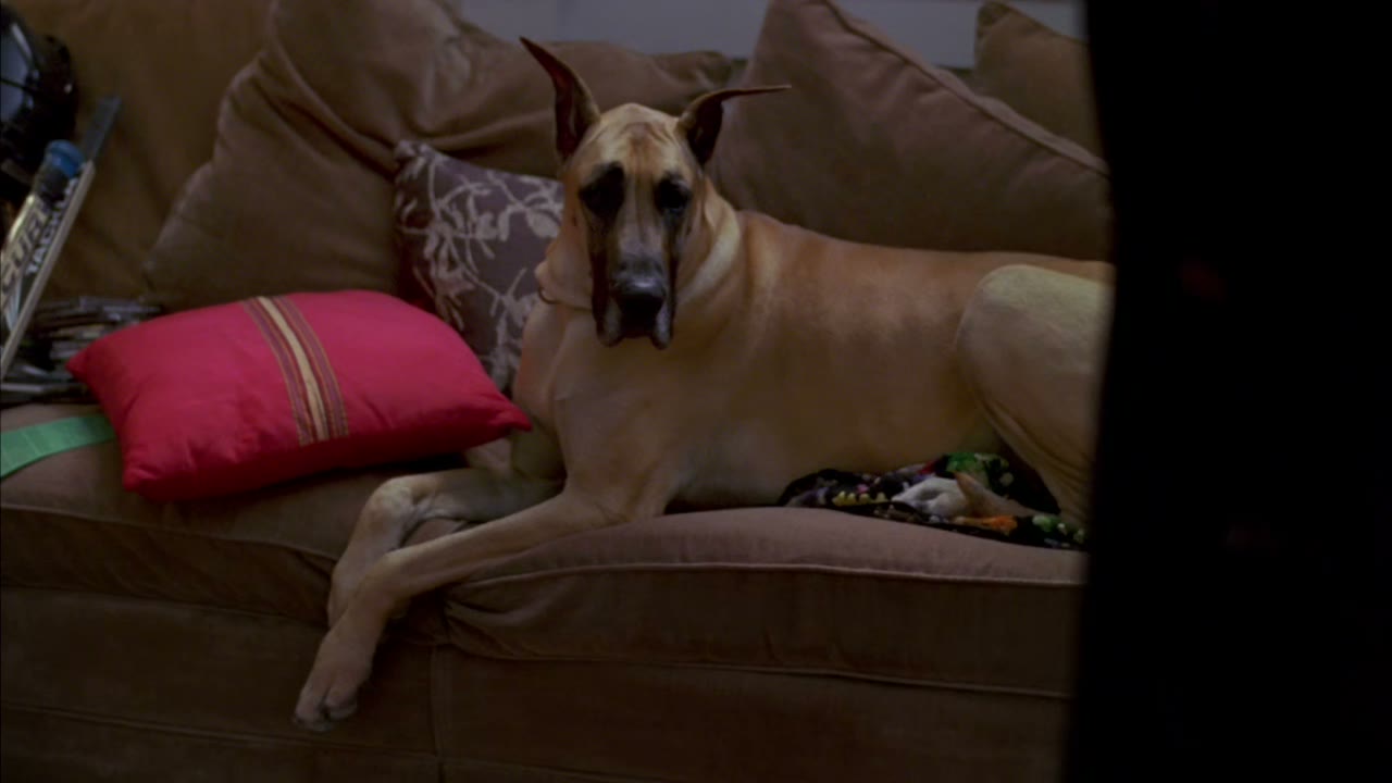 That's my cousin Teddy's Great Dane.