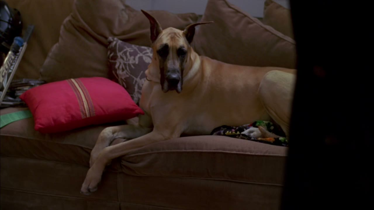 That's my cousin Teddy's Great Dane.