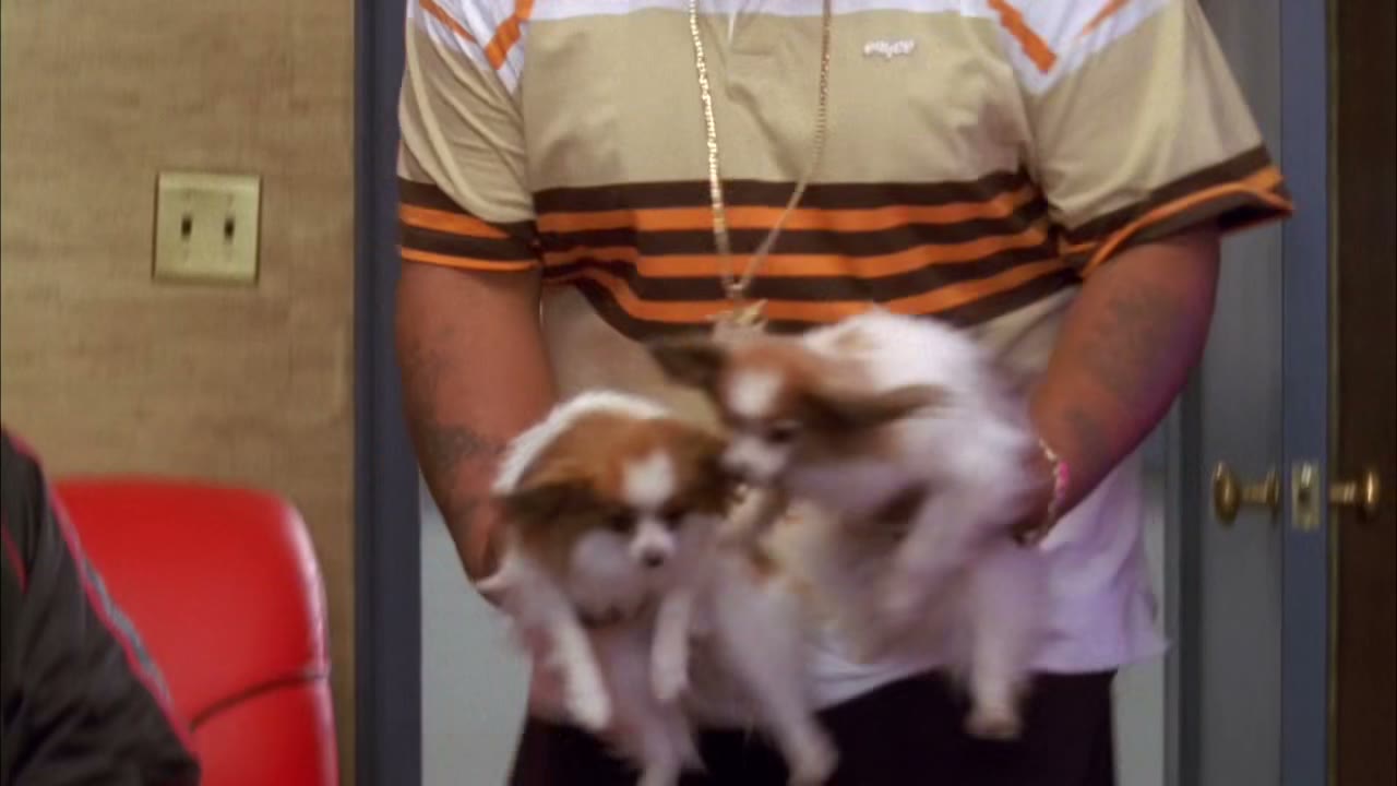 WHAT? [Dogs yapping]
