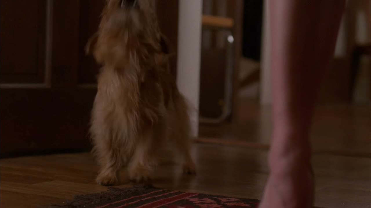 [Barking]