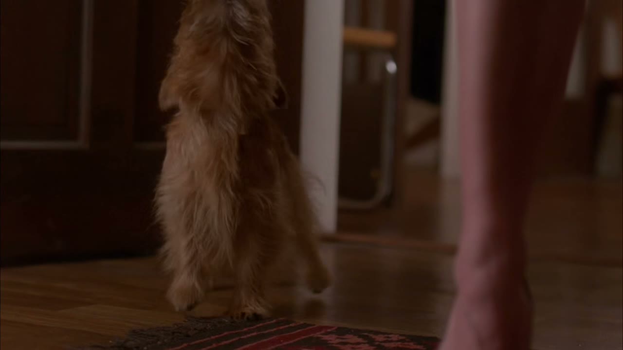 [Barking]