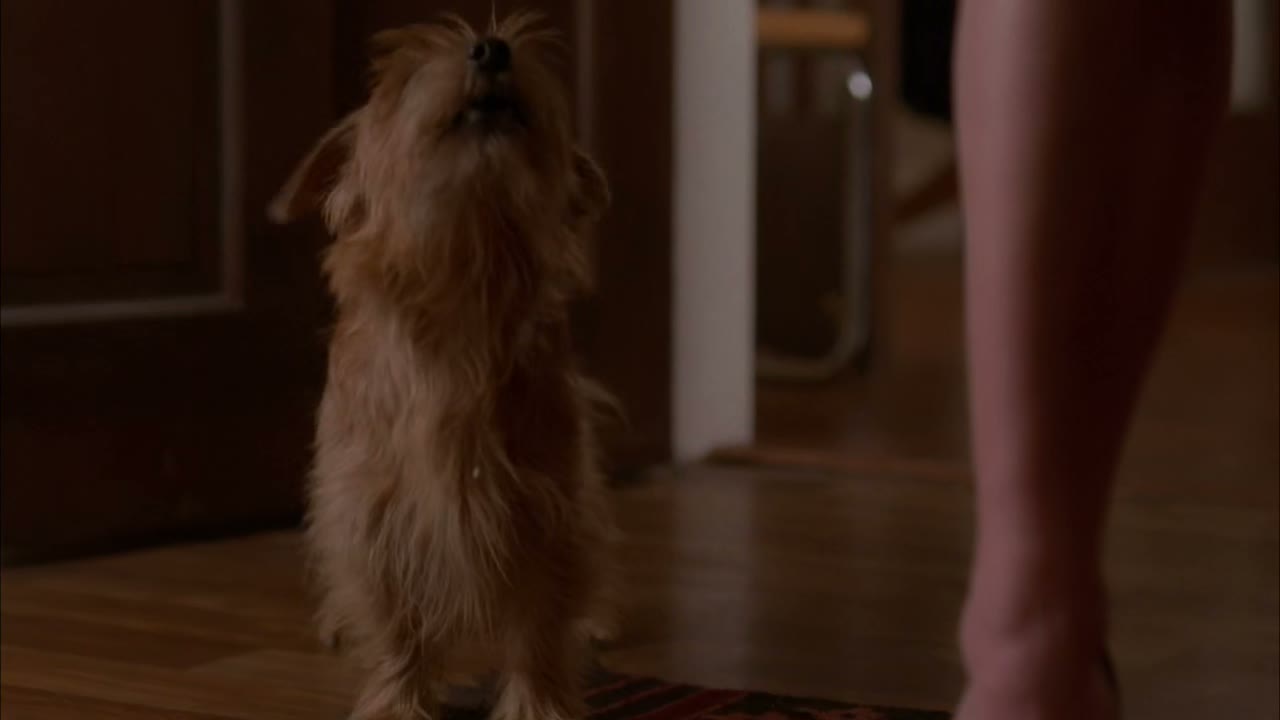 [Barking]
