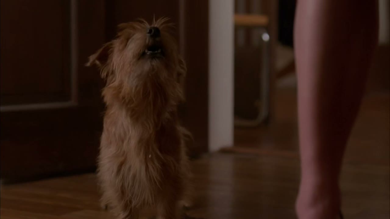 [Barking]