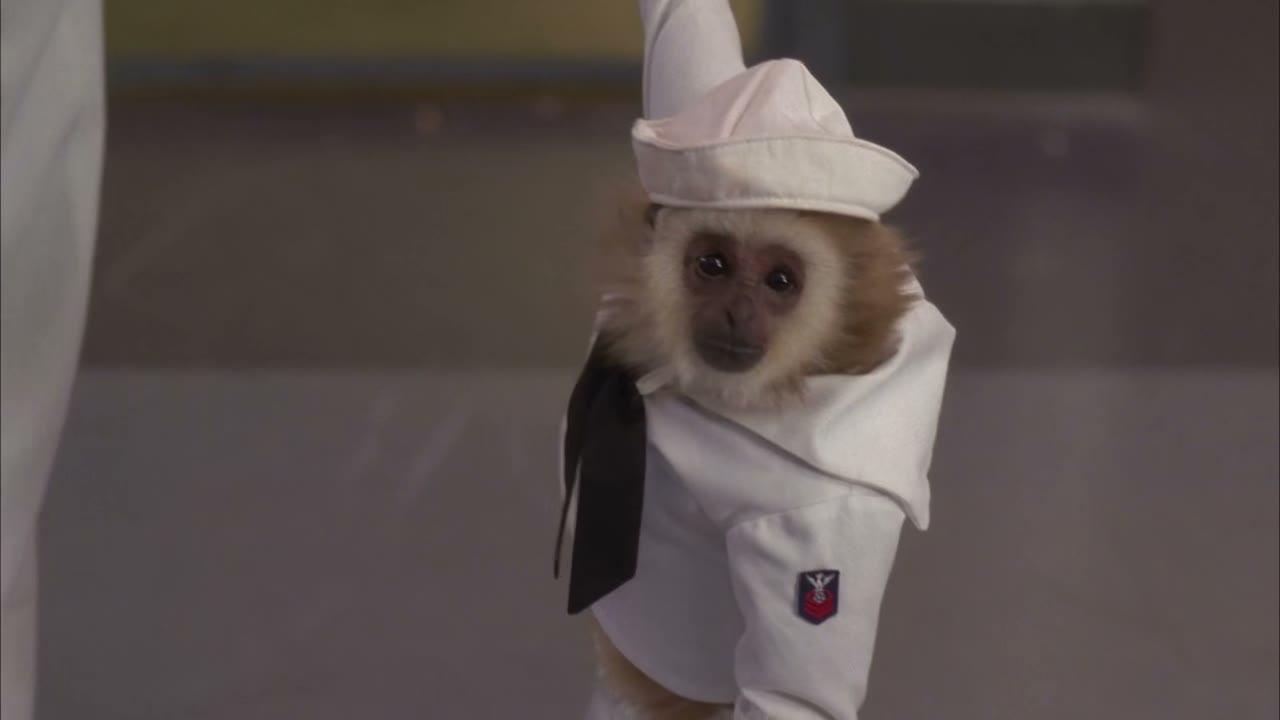 - we're dressing monkeys up as people,