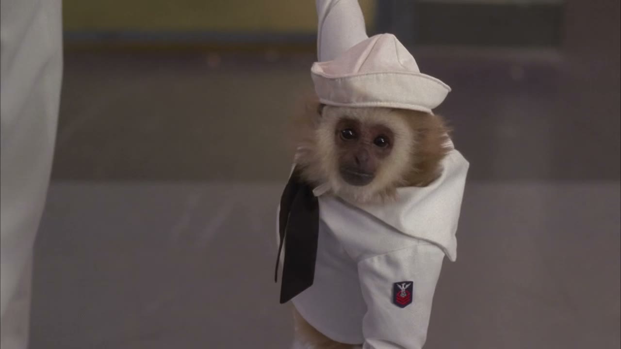 - we're dressing monkeys up as people,