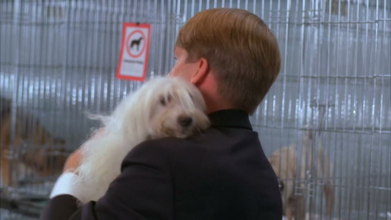 Why, it seems crazy to me to even give a dog like this a name.