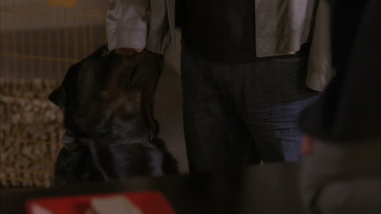 [Dog whining]