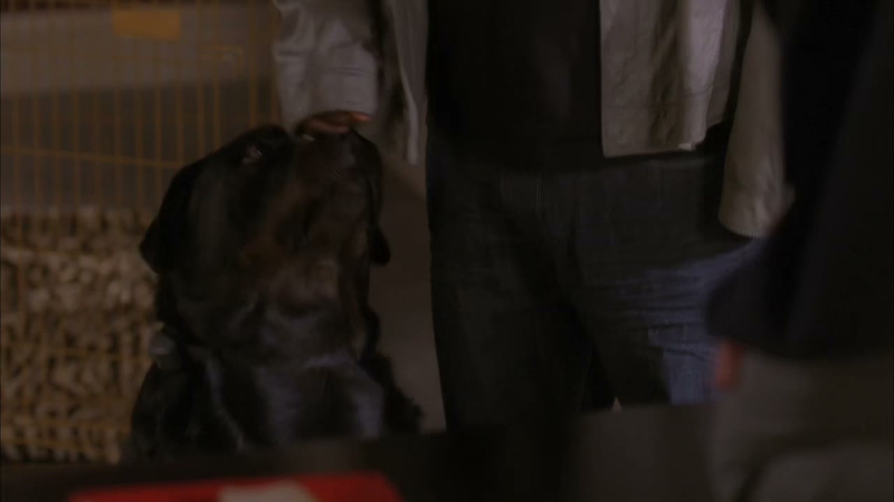 [Dog whining]