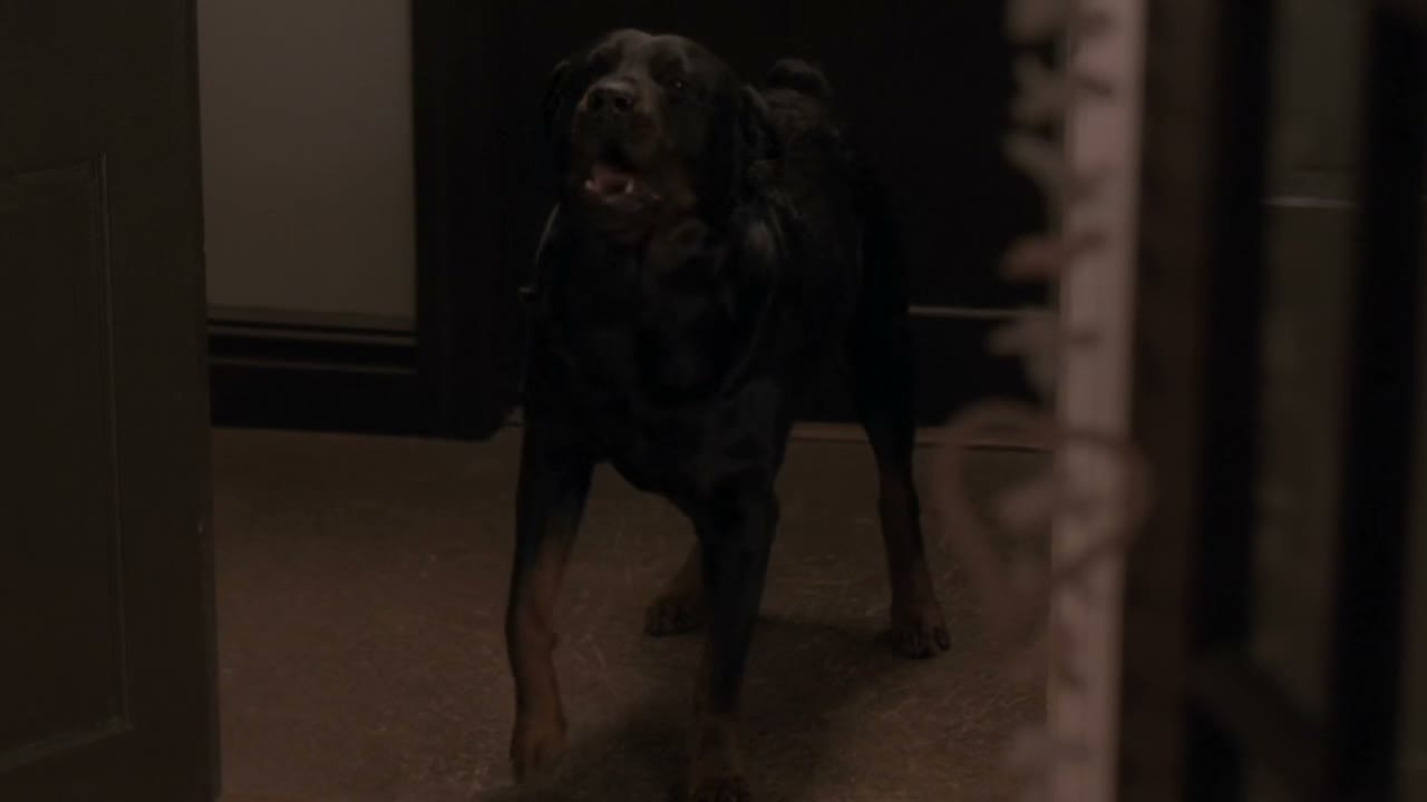 - [barking] - DOG!