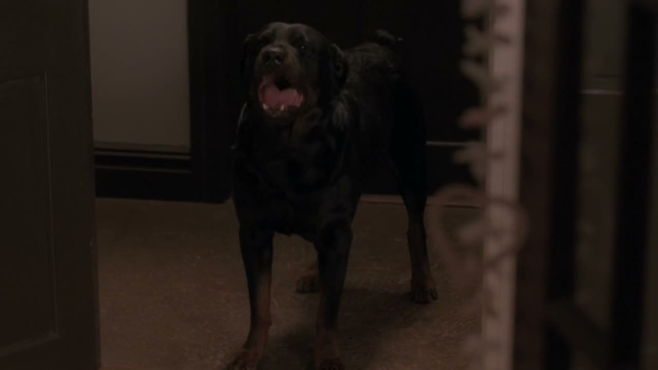 - [barking] - dog!