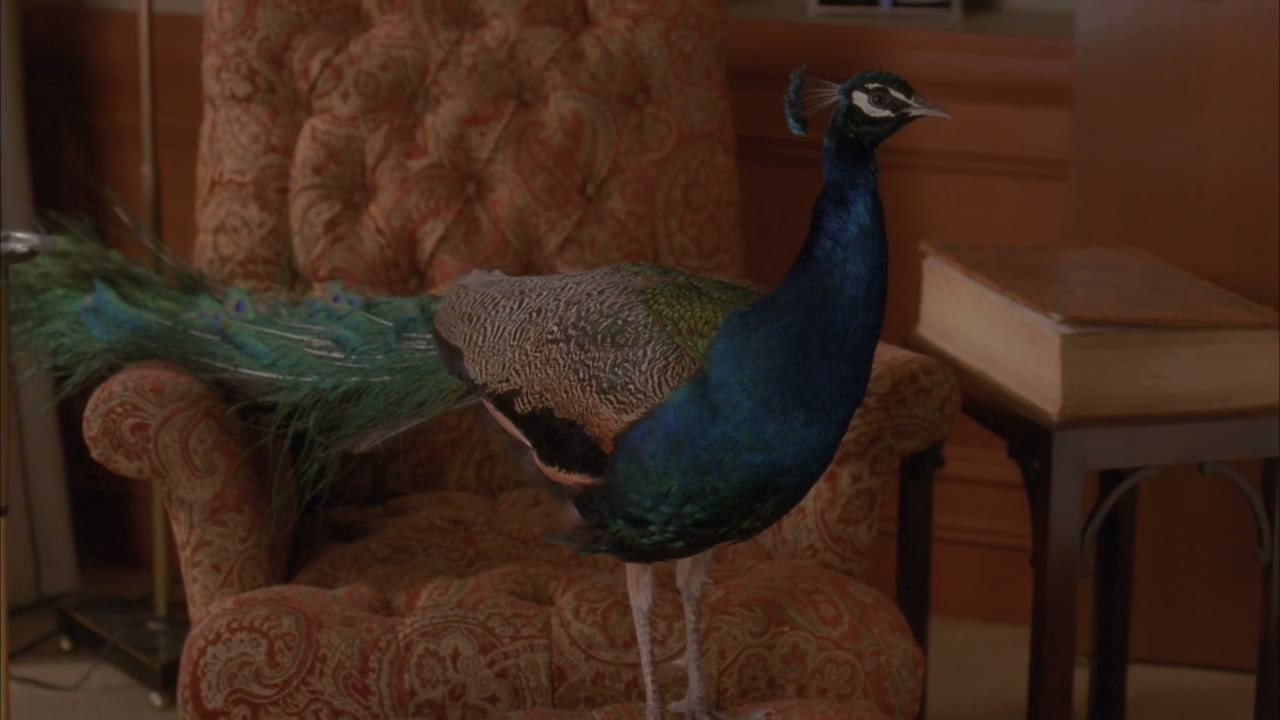 Uh, peacocks can live up to 40 years.
