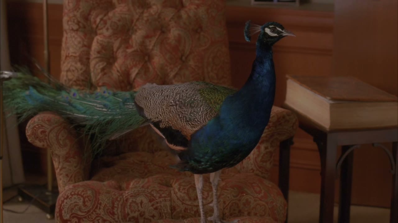 Uh, peacocks can live up to 40 years.