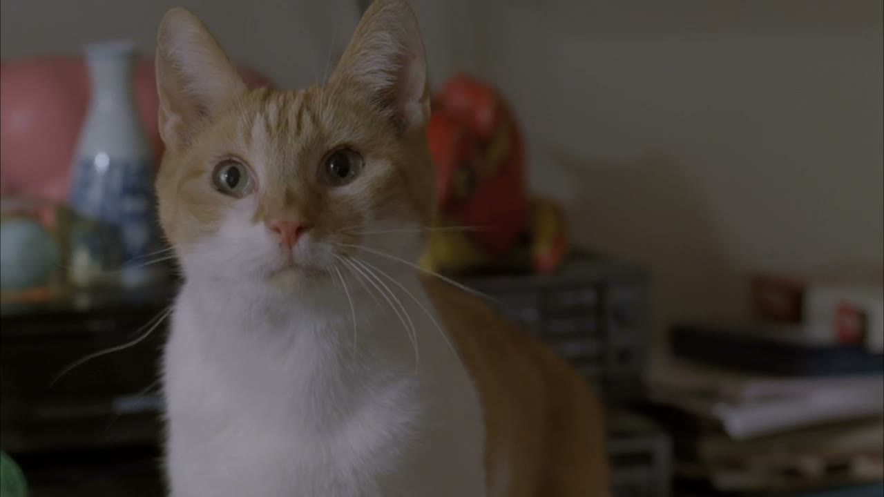 [Cat meows]