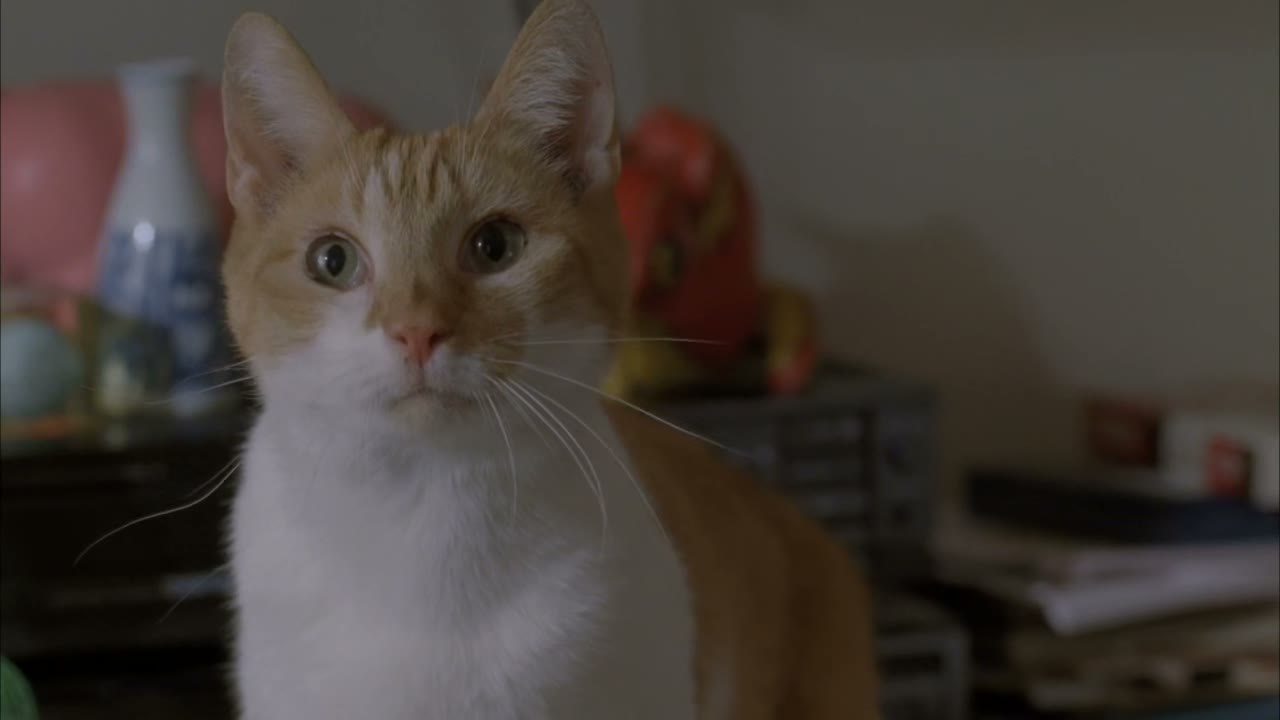 [Cat meows]