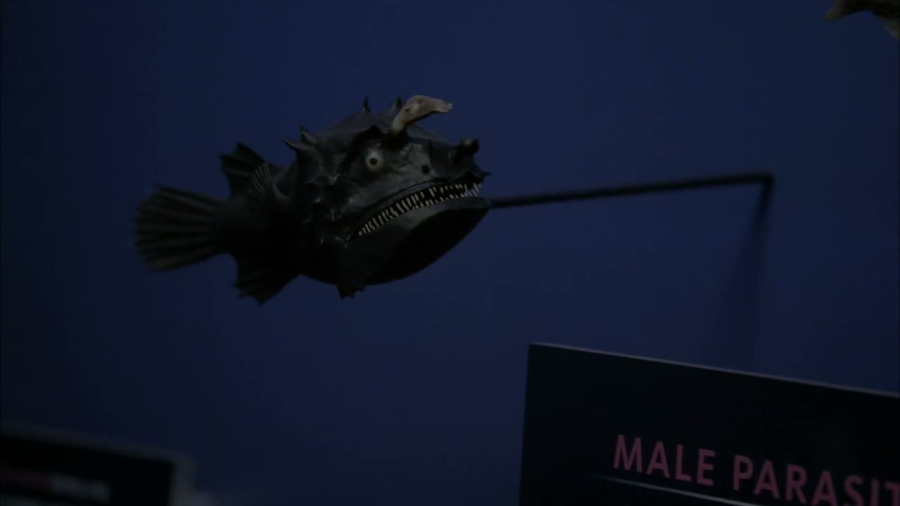 - lophius piscatorius.