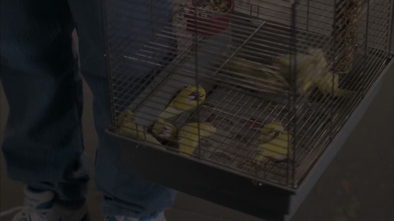 But all the canaries for the coal mining sketch